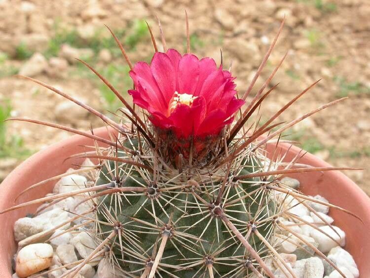 Parodia maxima flower