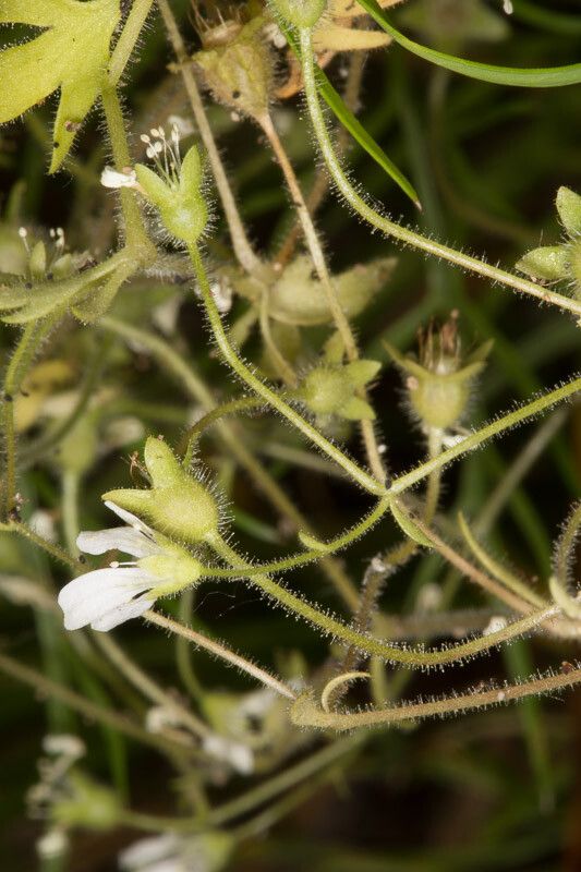Saxifraga petraea bark