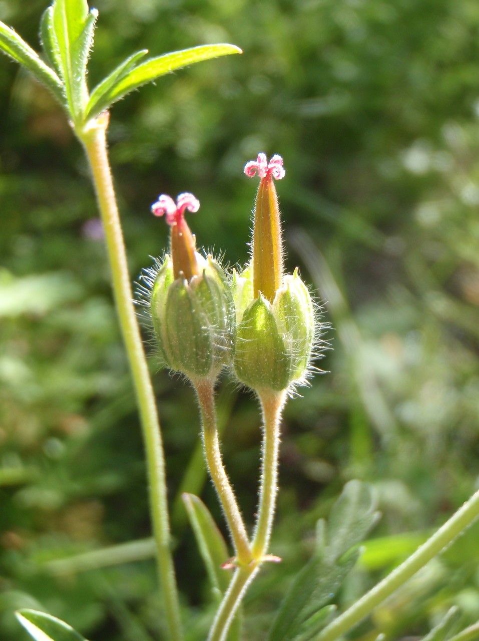 Geranium tuberosum fruit