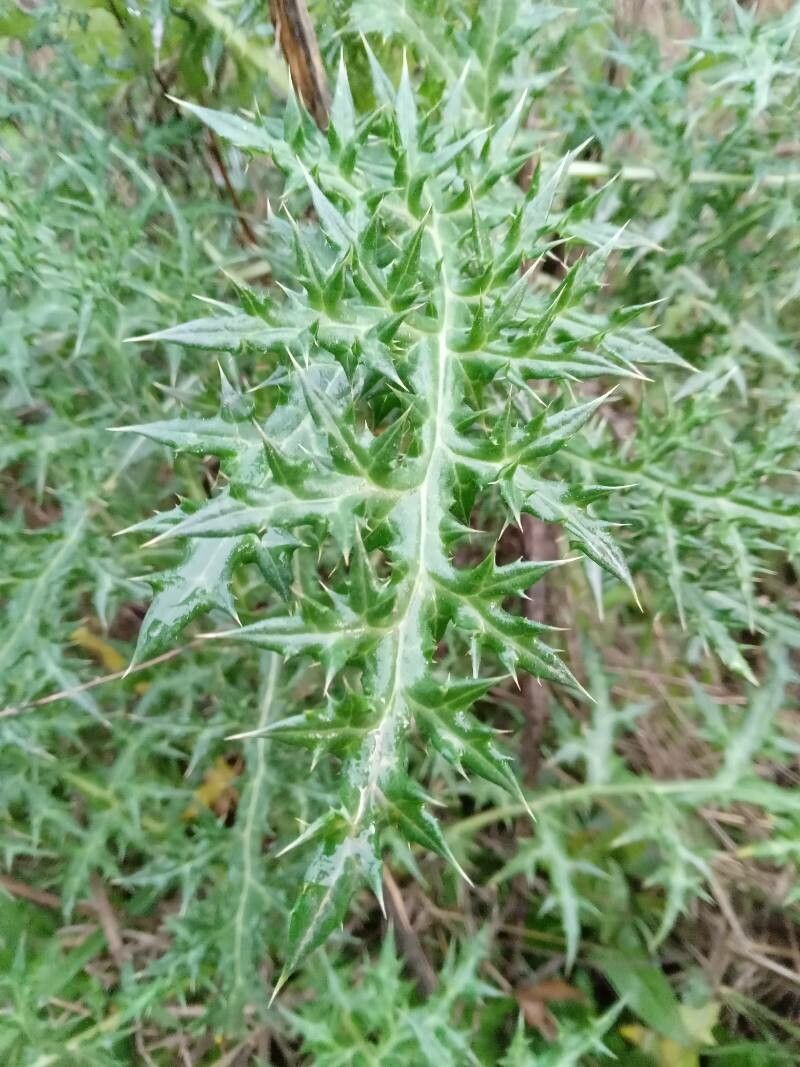 Echinops adenocaulos