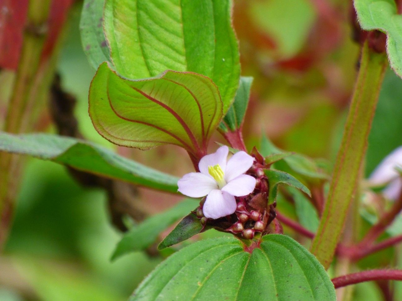 Tristemma mauritianum flower