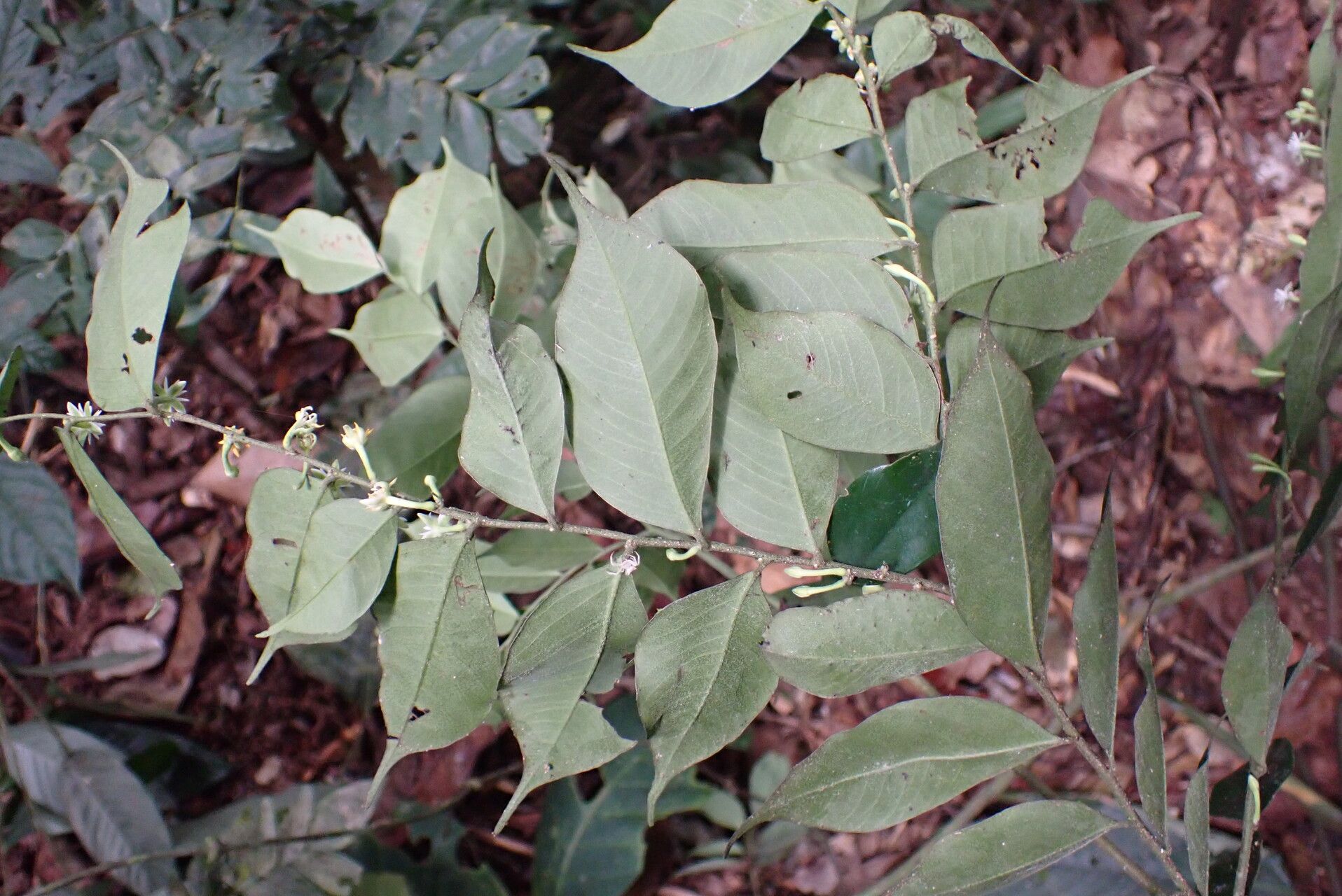 Dicranolepis buchholzii — related species from the same genus