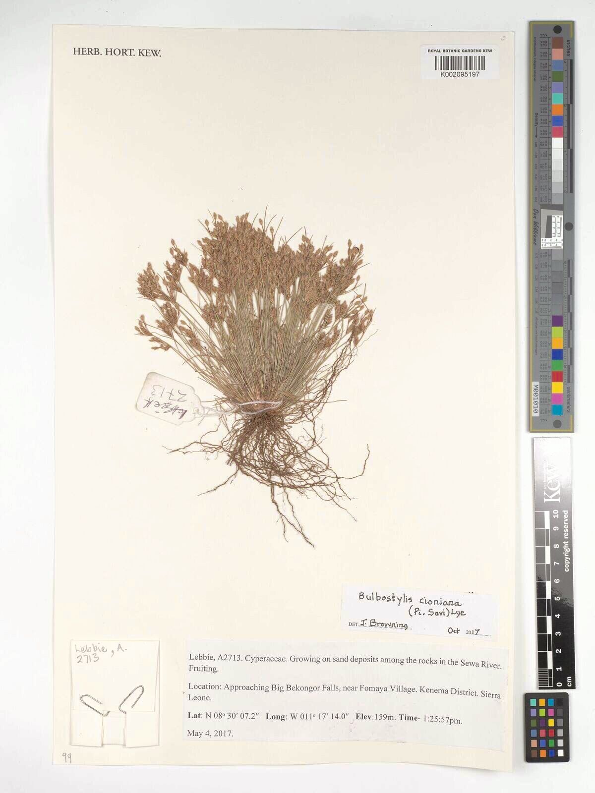 Bulbostylis cioniana — houseplant care guide