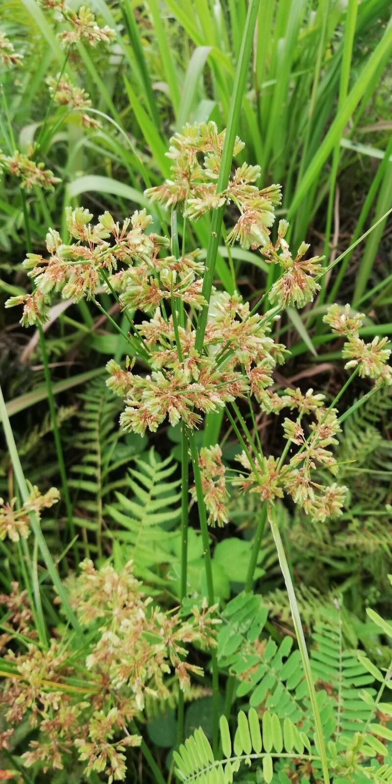Cyperus surinamensis flower