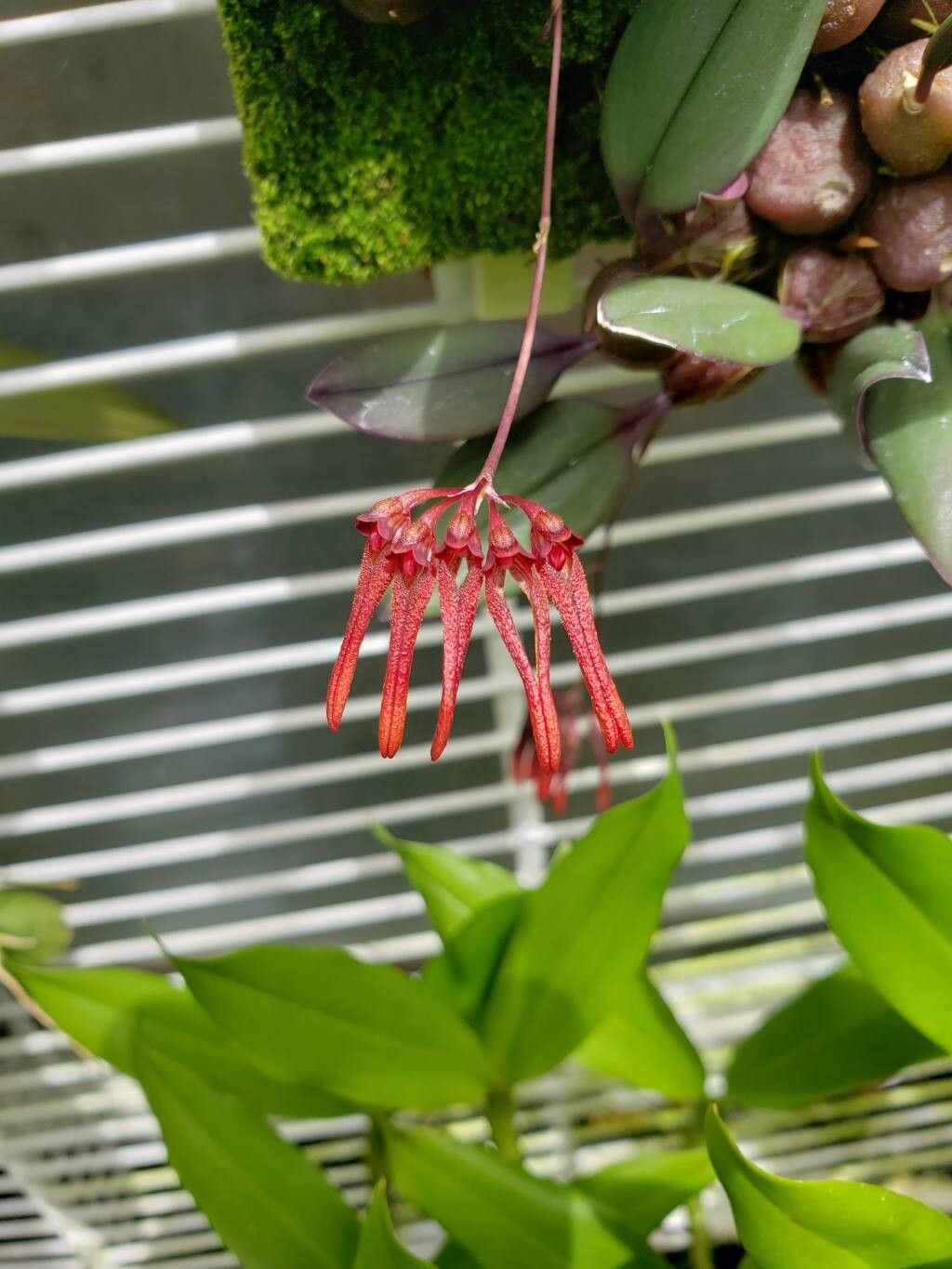 Bulbophyllum thaiorum flower