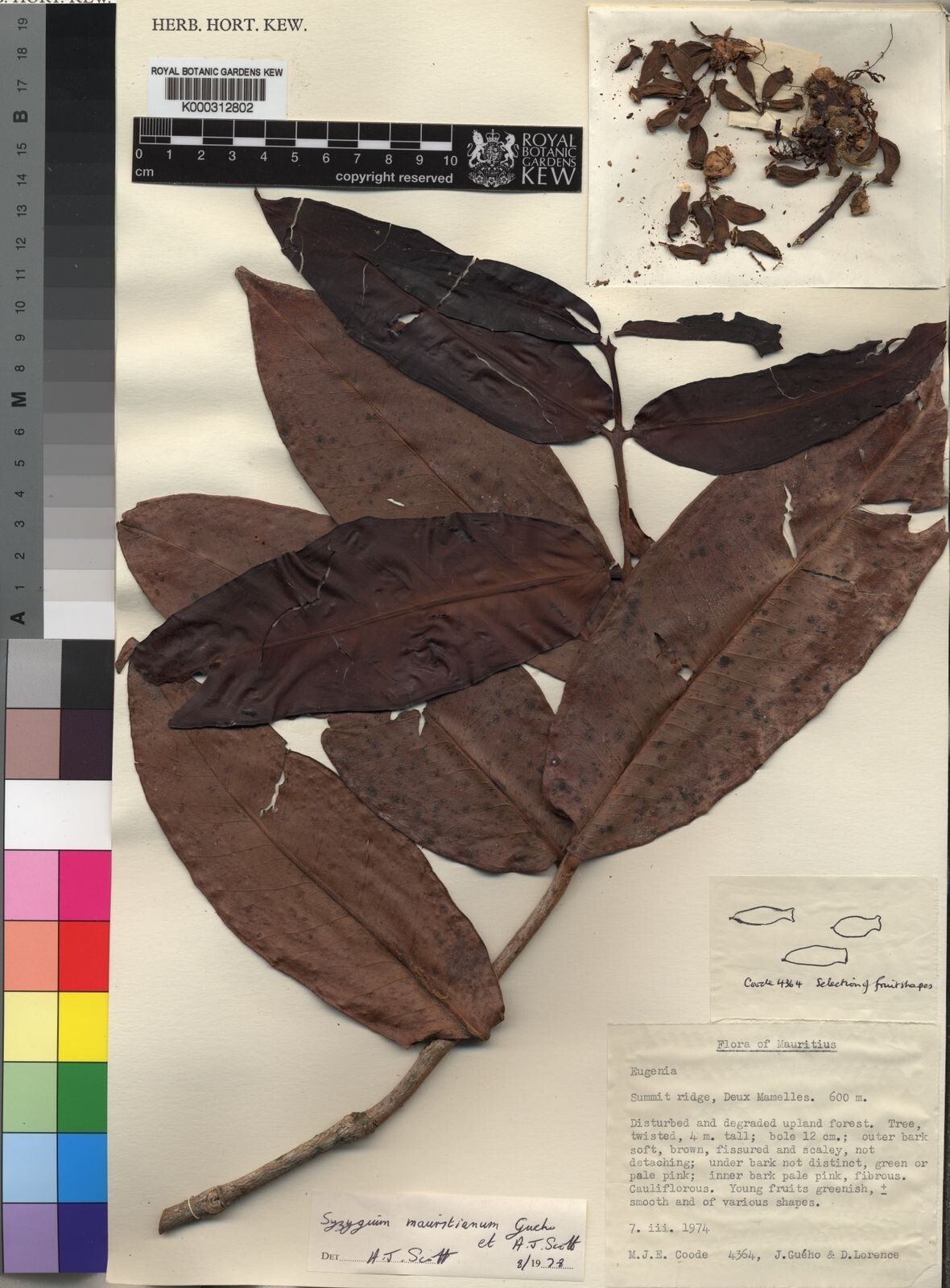 Syzygium mauritianum — houseplant care guide