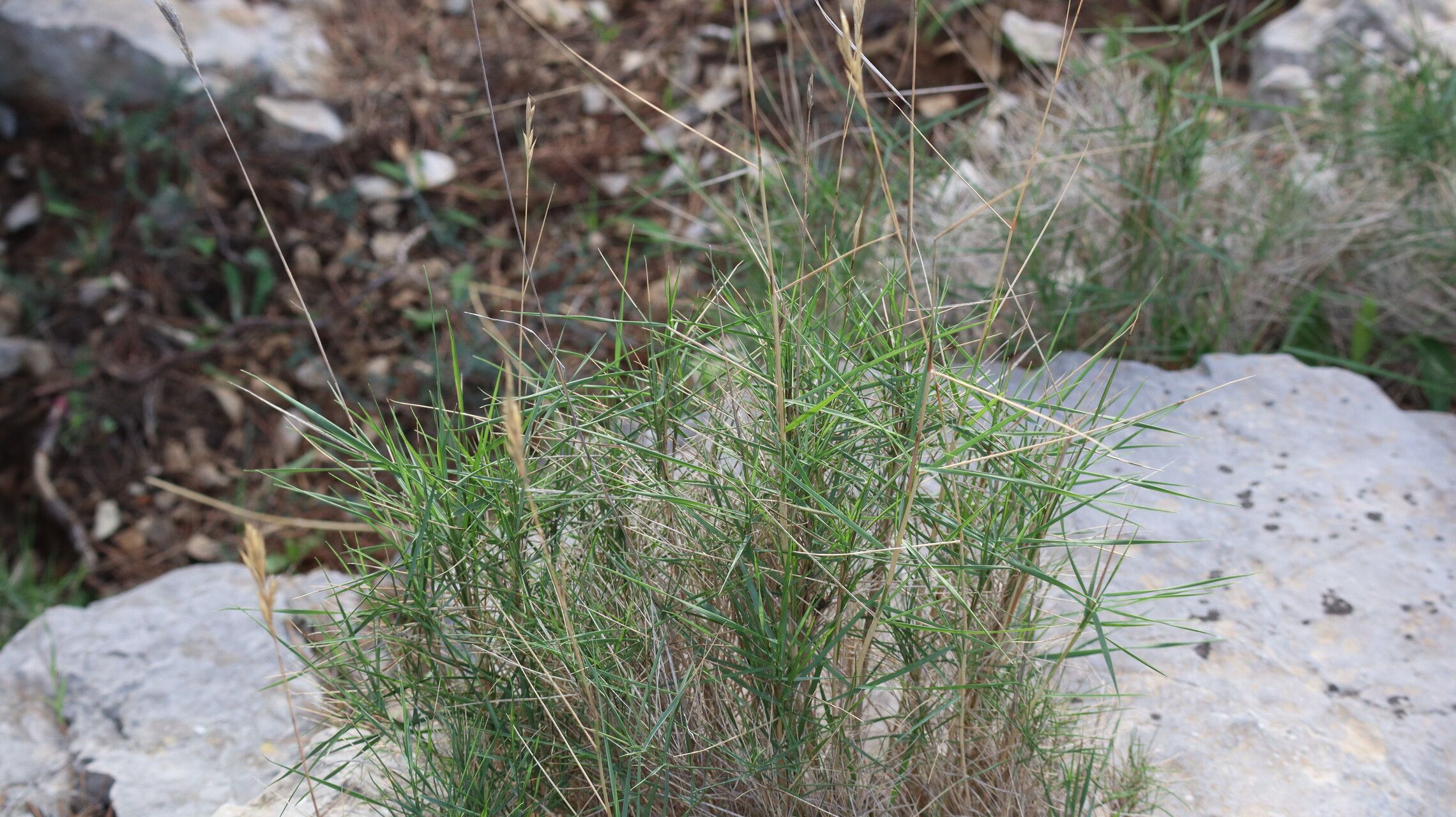 Danthonia intermedia habit