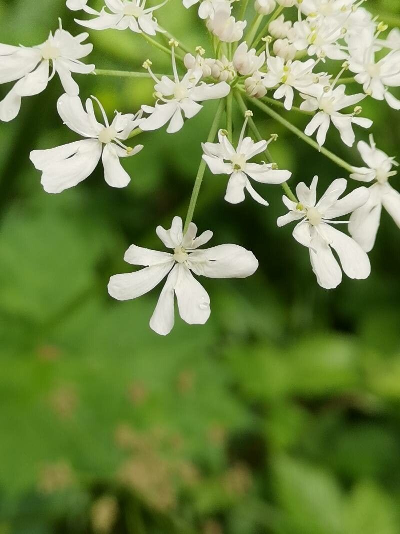 Heracleum ligusticifolium flower