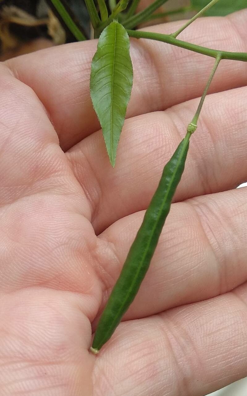 Cleome aculeata fruit