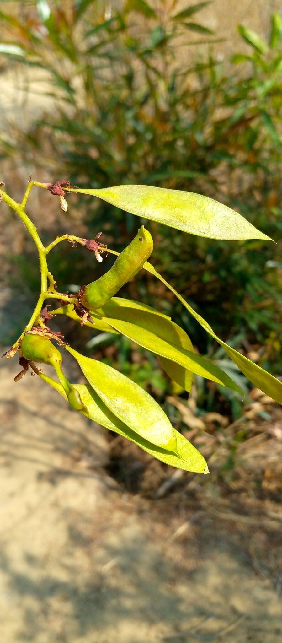 Dalbergia pervillei fruit