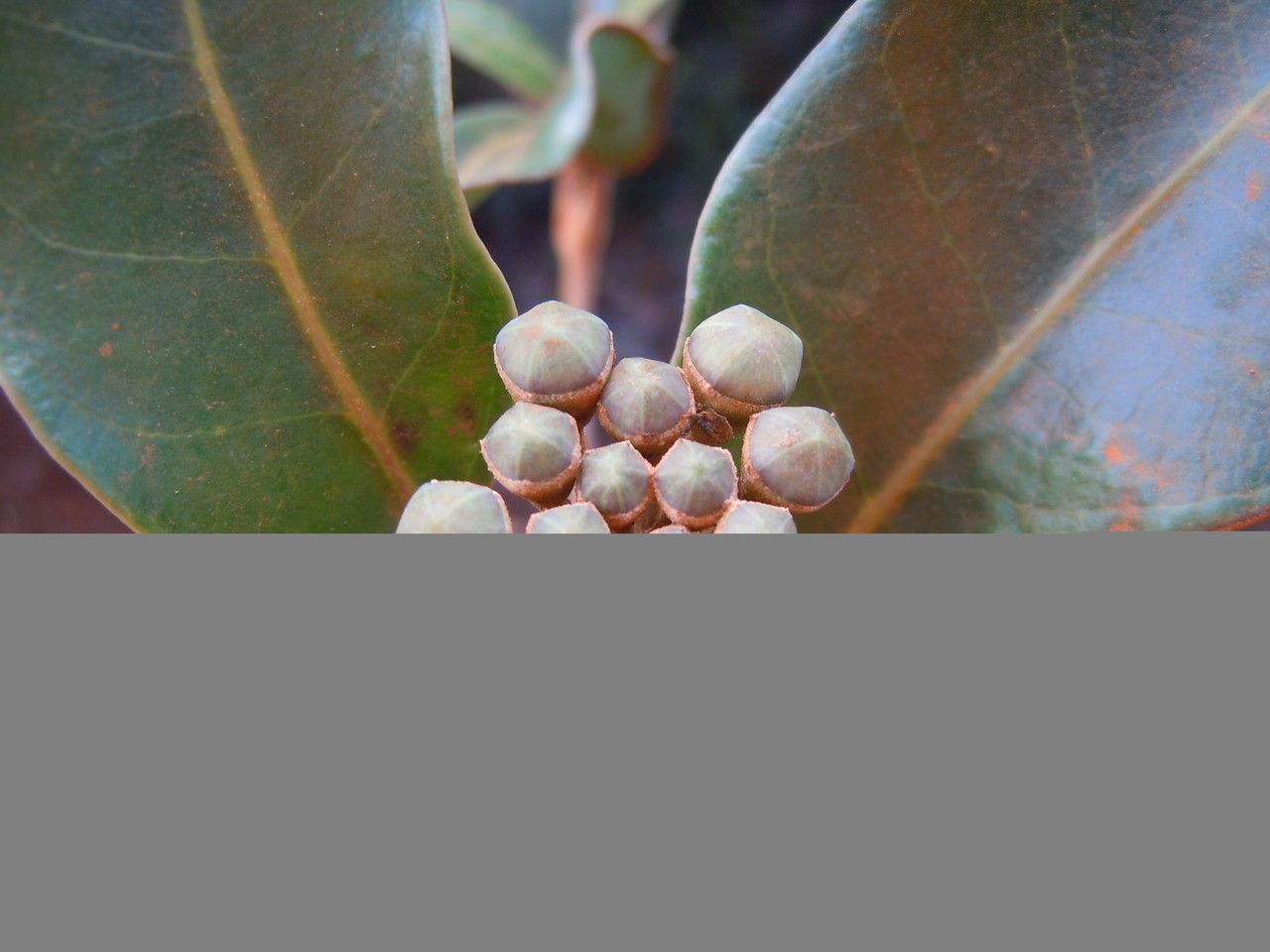 Polyscias biformis fruit
