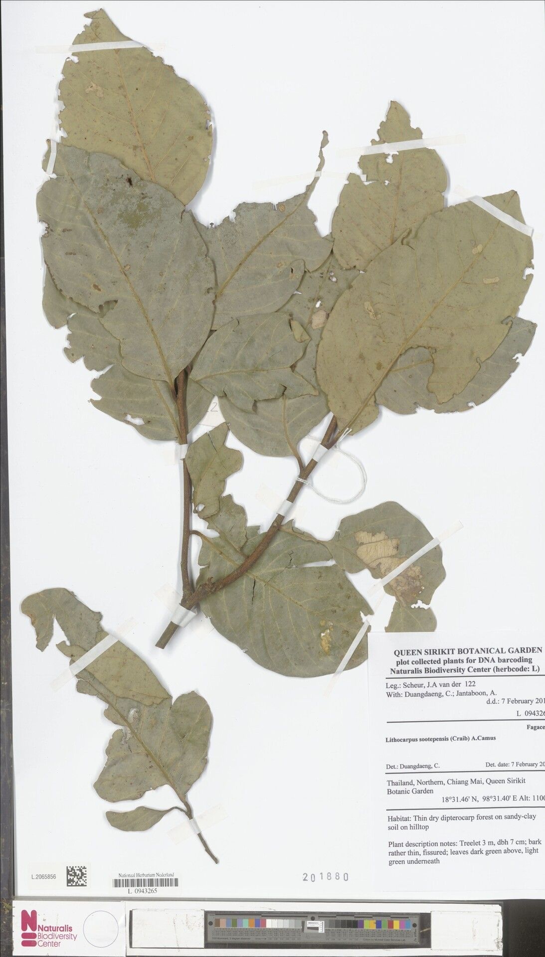 Lithocarpus sootepensis — houseplant care guide