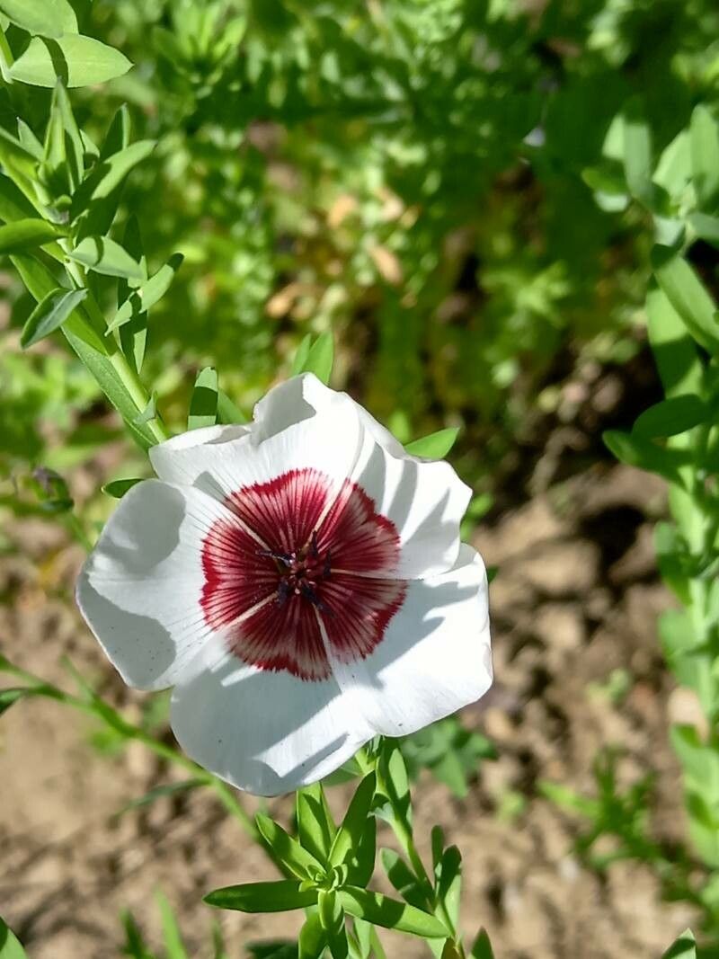 Linum grandiflorum flower