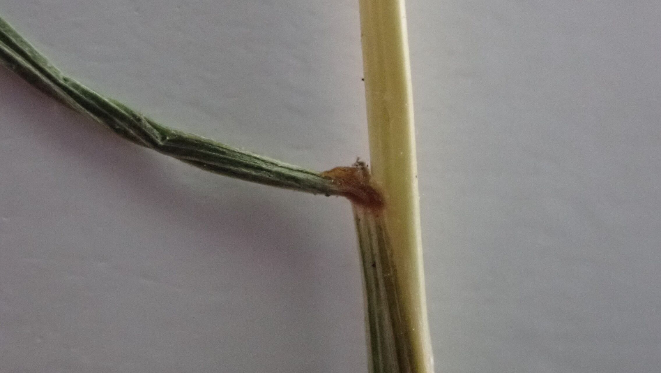 Festuca polycolea bark