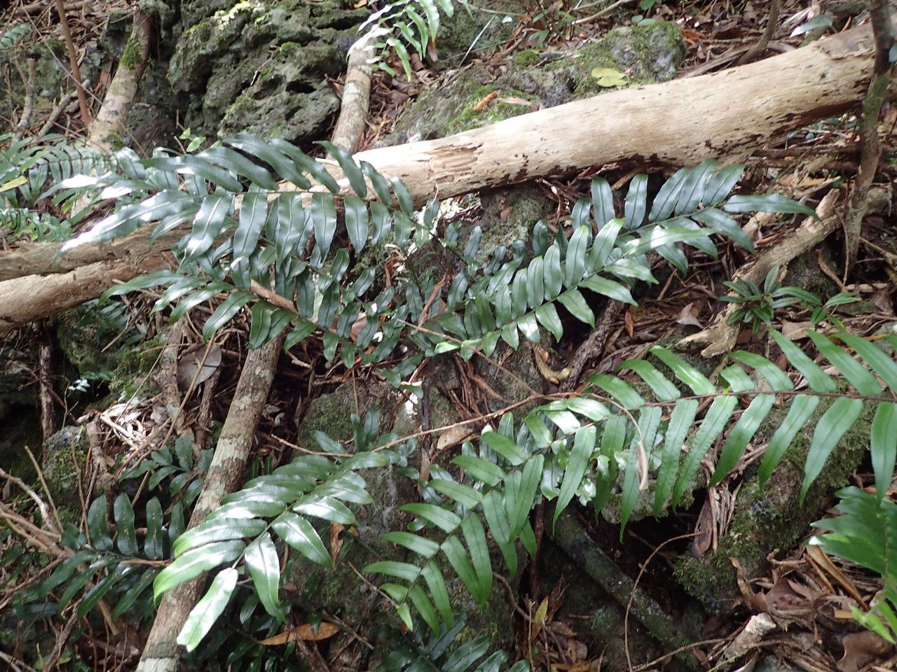 Lomariopsis pollicina habit