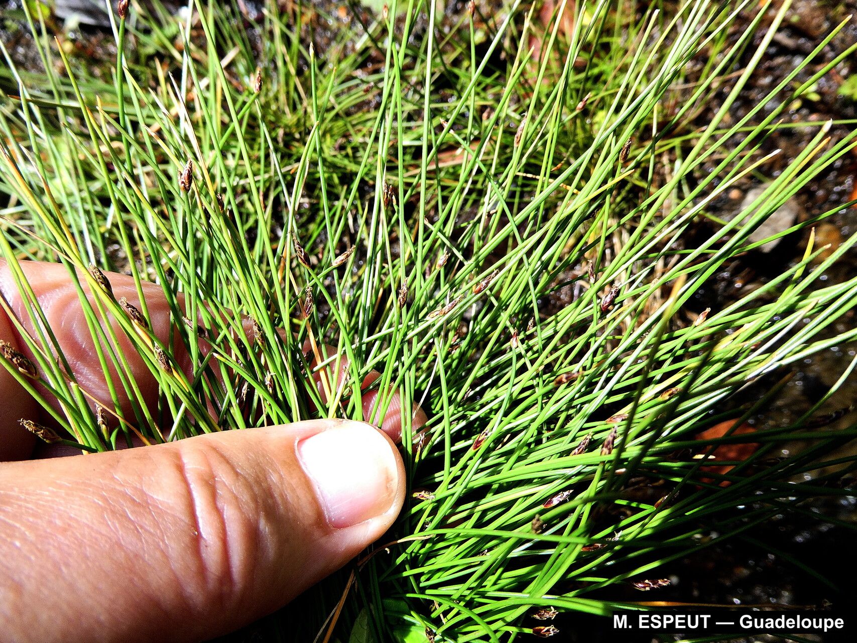Eleocharis nana habit