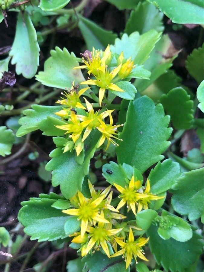 Phedimus selskianus flower