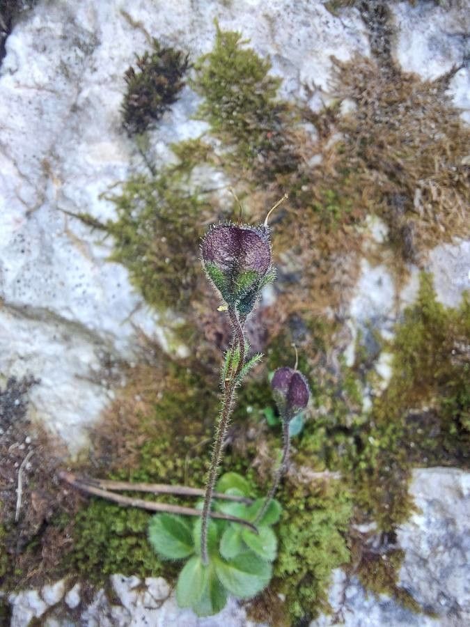 Veronica aphylla fruit