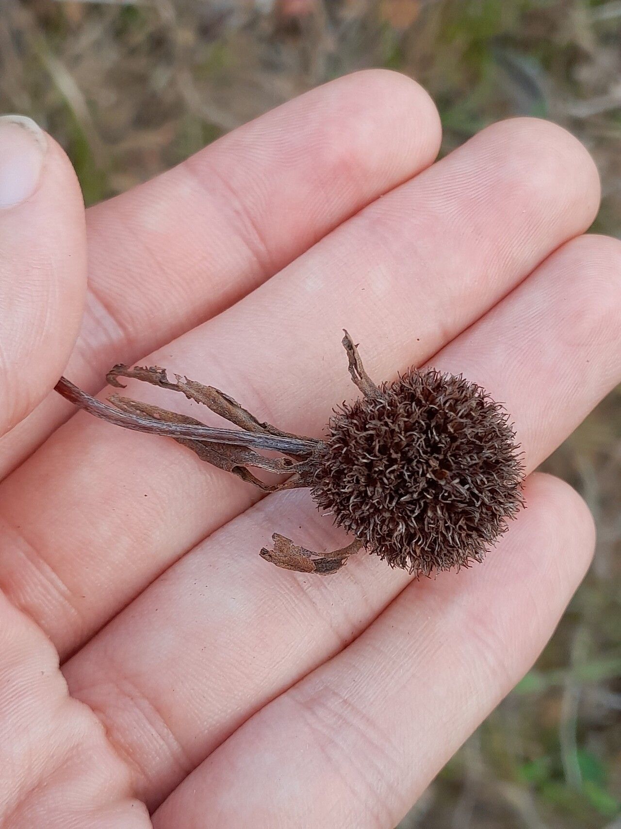 Spermacoce capitata fruit