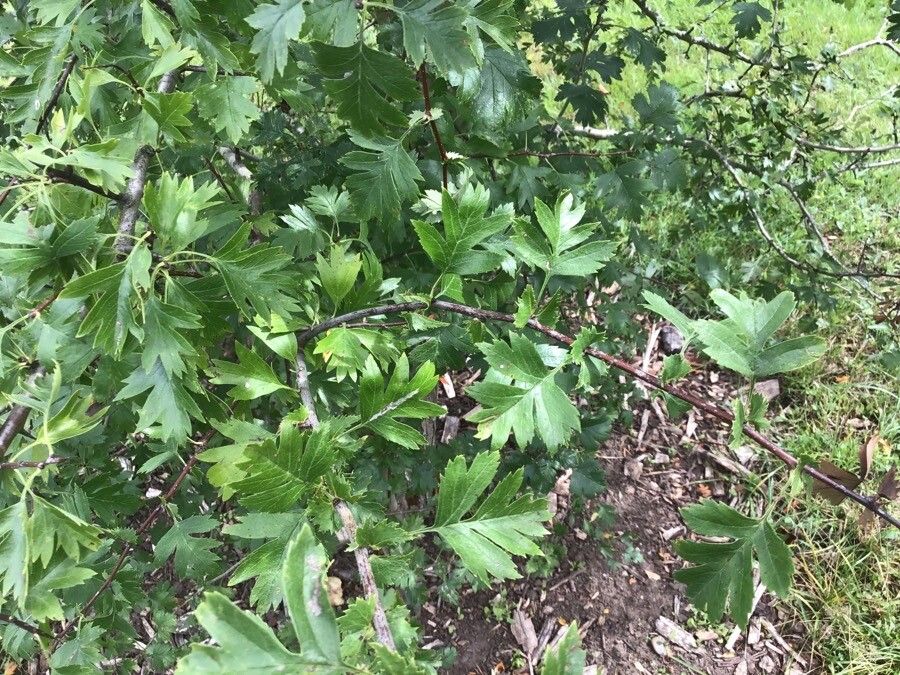 Crataegus x subsphaerica leaf
