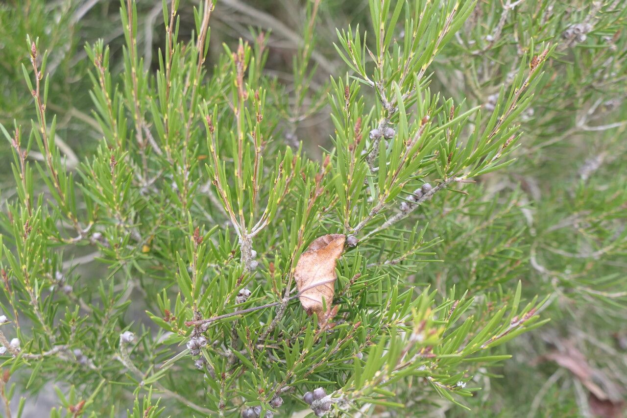 Callistemon pityoides — houseplant care guide