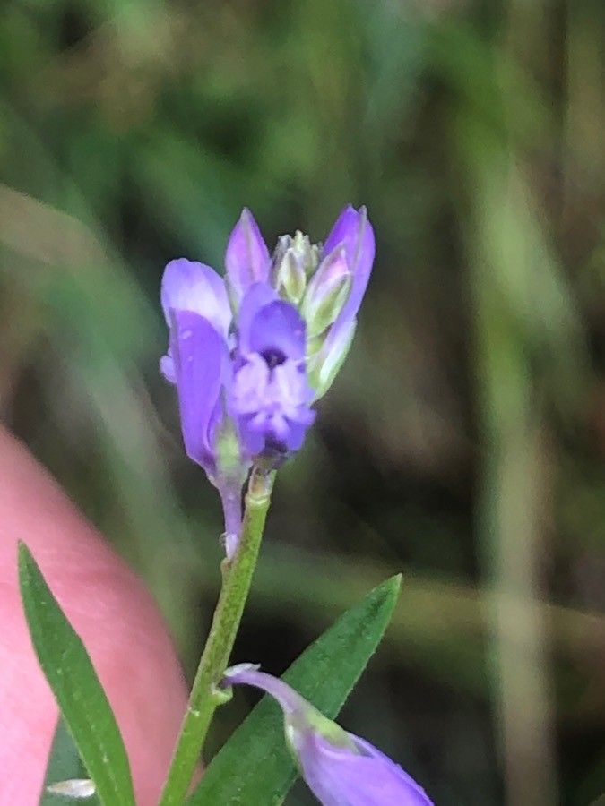 Polygala serpyllifolia flower