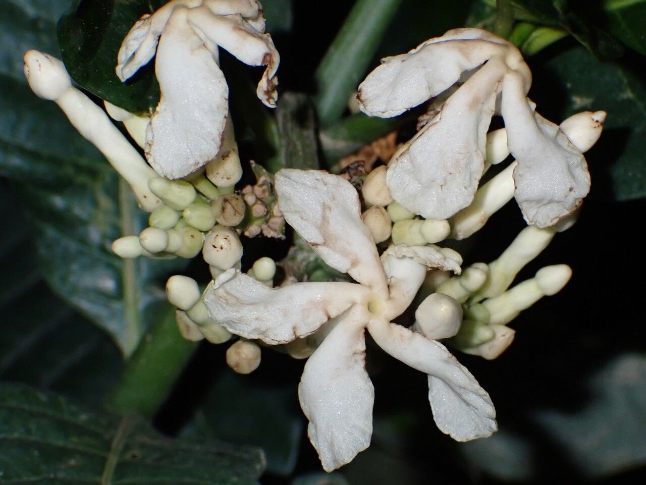 Tabernaemontana siphilitica flower
