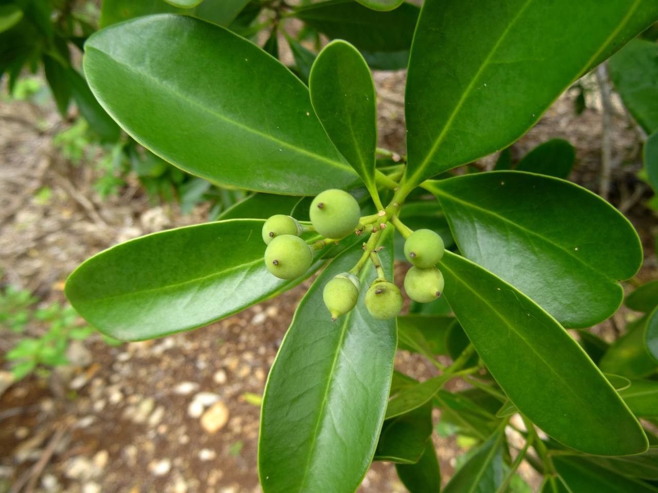 Canella winterana fruit