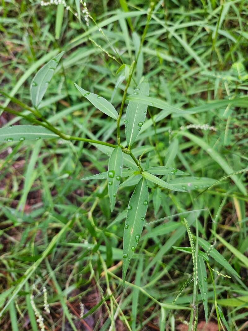Polygonum tenerum — search result for 'Polygonum'