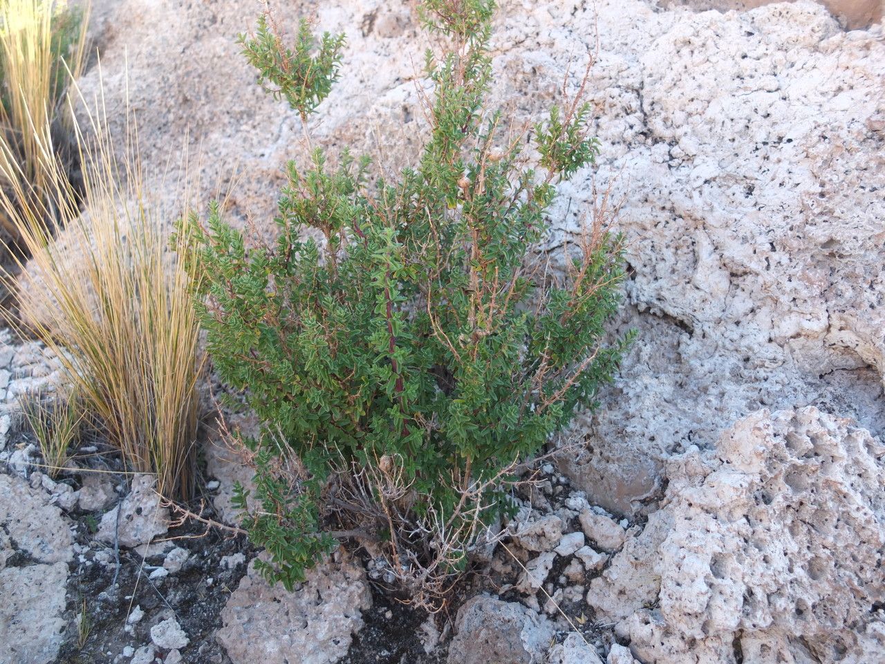 Clinopodium gilliesii habit