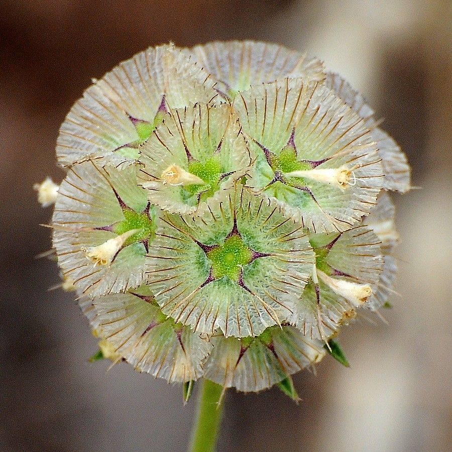 Scabiosa stellata flower