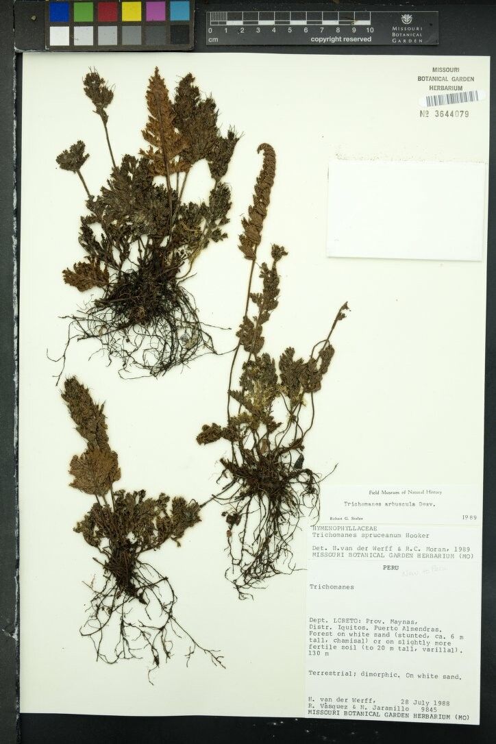 Trichomanes arbuscula other