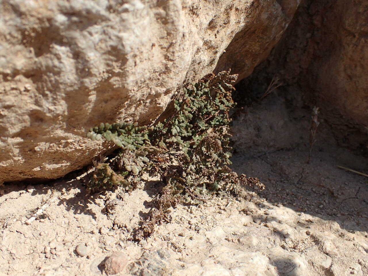 Cheilanthes acrostica habit