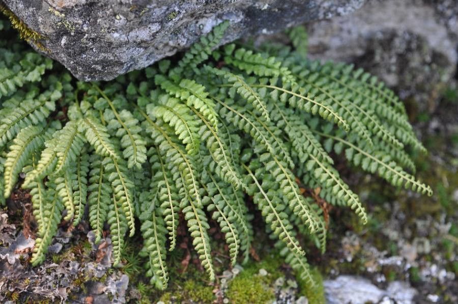 Asplenium viride