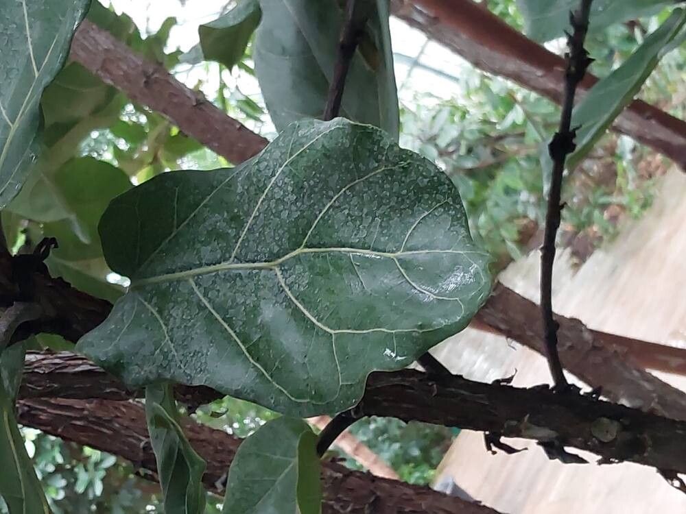 Ficus platypoda — houseplant care guide