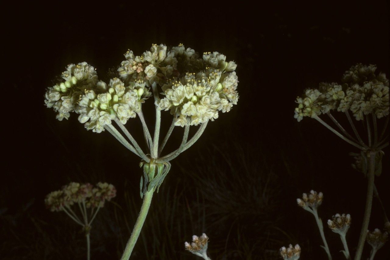 Eriogonum brevicaule habit
