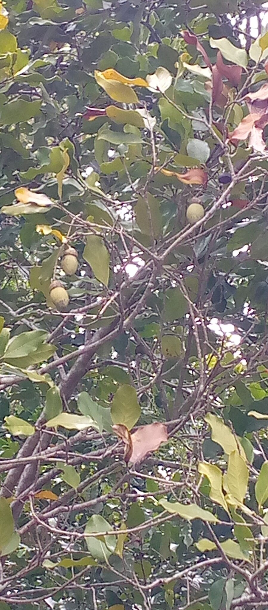 Ocotea brevipes fruit