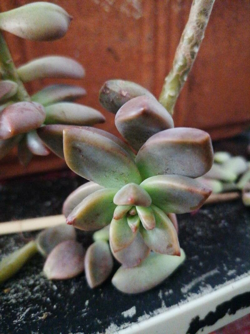 Sedum mendozae flower