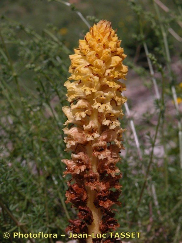 Orobanche leptantha fruit