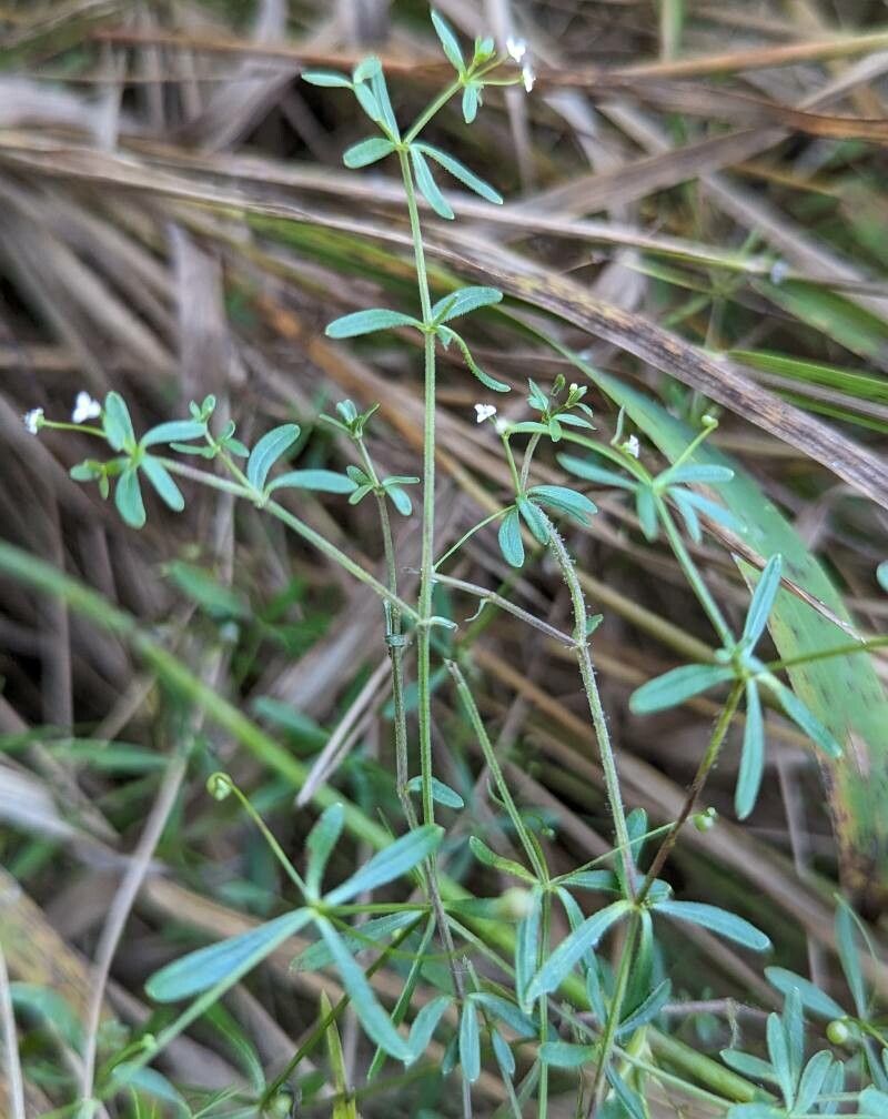 Galium trifidum flower