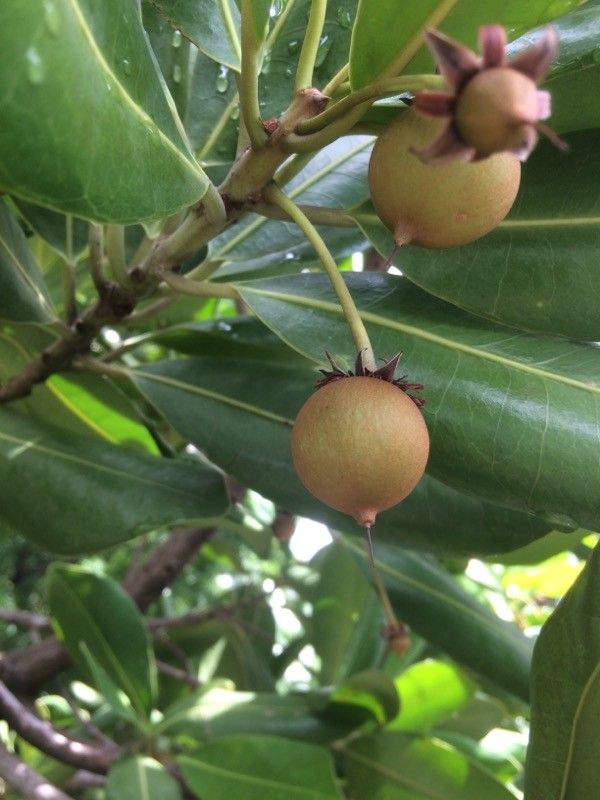 Mimusops coriacea fruit