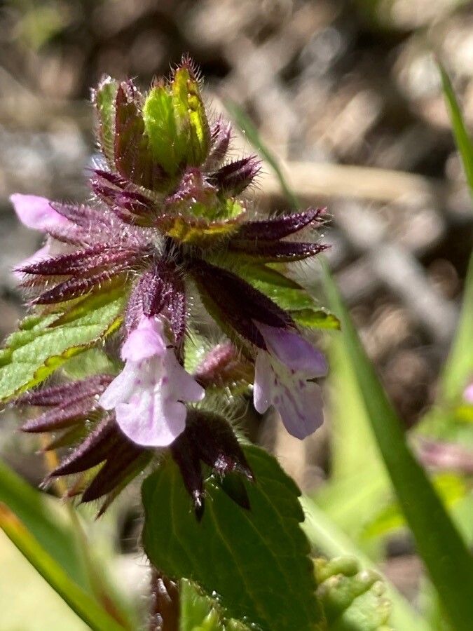Stachys arvensis flower