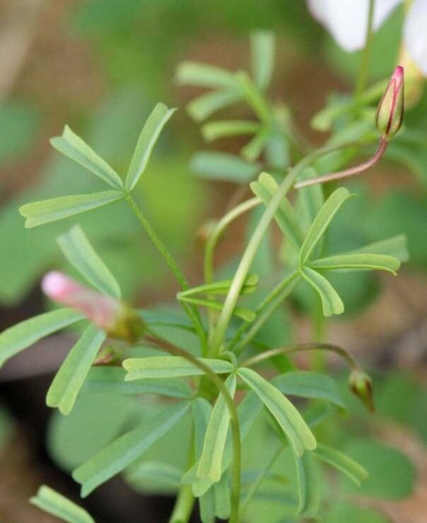 Oxalis goniorhiza — houseplant care guide