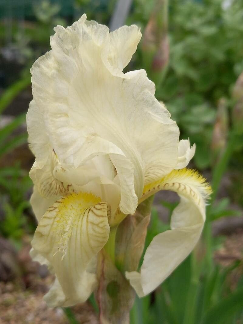 Iris orjenii flower