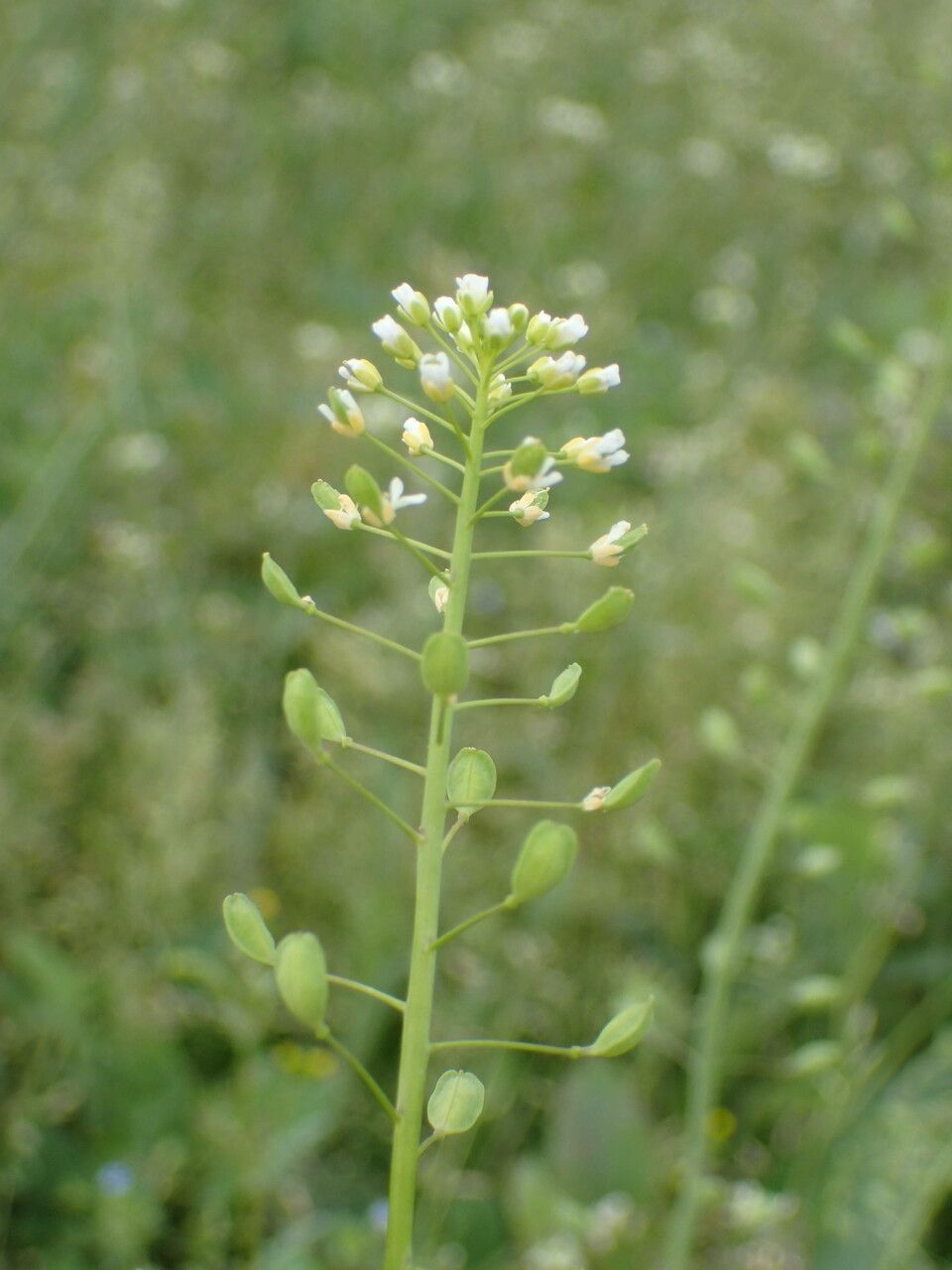 Thlaspi alliaceum flower