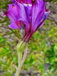 Alstroemeria magnifica — search result for 'Alstroemeria'