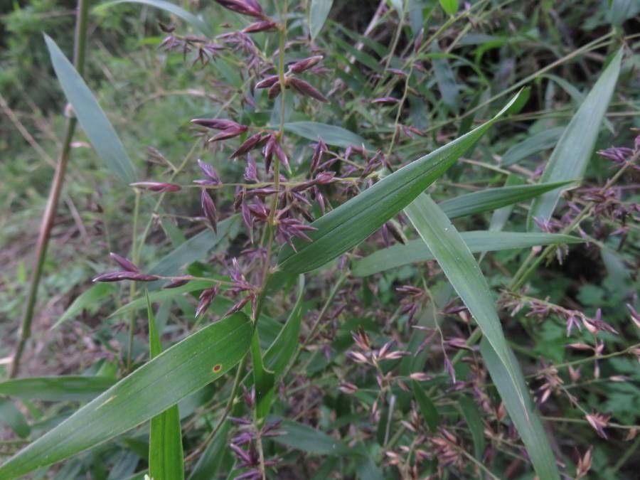 Chusquea quila other