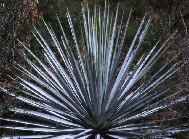 Yucca luminosa — search result for 'Yucca'