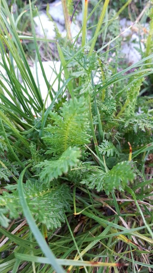Pedicularis ascendens leaf