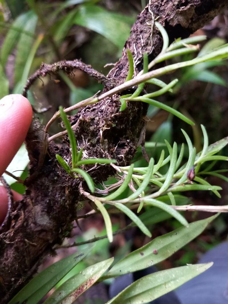 Jacquiniella globosa fruit